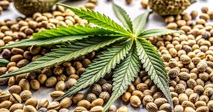 Cannabis Seeds Maine A Comprehensive Guide