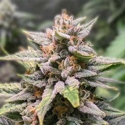 Cannabis Seeds Maine A Comprehensive Guide