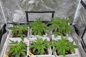 Cannabis Seeds Maine A Comprehensive Guide